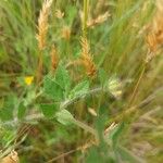 Lotus angustissimus Leaf