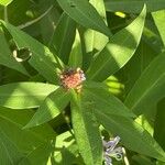 Symphyotrichum novi-belgii Blad