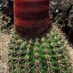 Melocactus intortus موطن