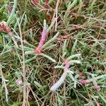 Salicornia neei Leaf