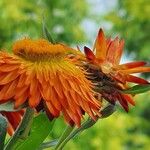 Xerochrysum bracteatum ᱵᱟᱦᱟ