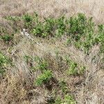 Boscia mossambicensis Habit