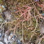 Selaginella helvetica Habit