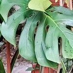 Monstera deliciosa Leaf