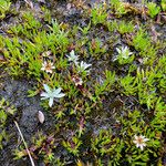 Werneria pygmaea ശീലം