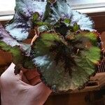 Begonia rex Leaf