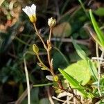 Linum catharticum Habit