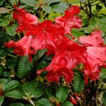 Rhododendron aureum Flor