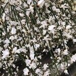 Retama raetam Fleur