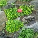 Hacquetia epipactis Flor