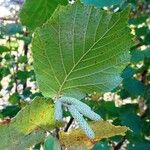 Corylus avellana Otro