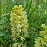 Orchis provincialis Flor