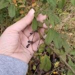 Ligustrum obtusifolium Fruit