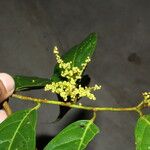 Perrottetia sessiliflora Blomma