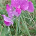 Lathyrus latifoliusBlomst