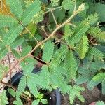 Mimosa pudicaLehti