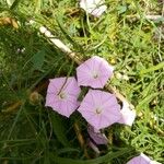 Convolvulus erubescens Flower