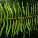 Nephrolepis brownii Leaf