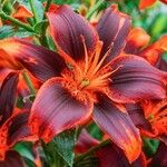 Lilium bulbiferum Цвят