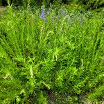 Scutellaria baicalensis Hábito