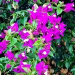 Bougainvillea glabraÇiçek