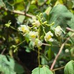 Cardiospermum grandiflorum Flower