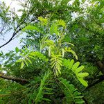 Amorpha fruticosa Листок