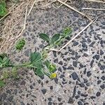 Medicago lupulina Blüte