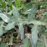 Hymenonema laconicum Otro
