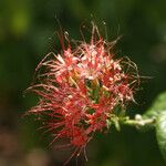 Combretum constrictum 花