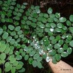 Phyllanthus virgultiramus Feuille