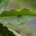 Syzygium borbonicum Leaf