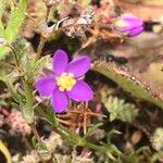 Spergula purpurea Листок