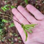 Lonicera canadensis Leaf