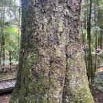 Dacrycarpus dacrydioides Bark