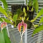 Bulbophyllum maxillare Blomma