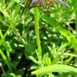 Globularia cordifolia Flower