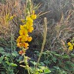 Crotalaria verdcourtii Kukka