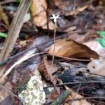 Voyria tenella Kukka