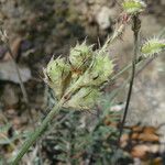 Onobrychis caput-galli Fruit