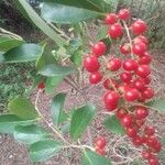 Citharexylum montevidense Fruit