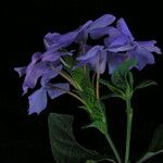 Eranthemum purpurascens
