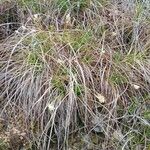 Carex halleriana Staniste