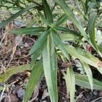 Symphyotrichum dumosum Leaf