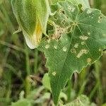 Abutilon grandiflorum Other