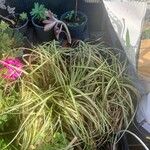 Carex ornithopoda Folha