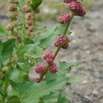 Chenopodium capitatum Habit