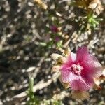 Salsola oppositifolia Blomst