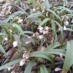 Claytonia virginica Lapas