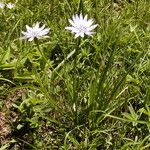 Scorzonera purpurea Flors